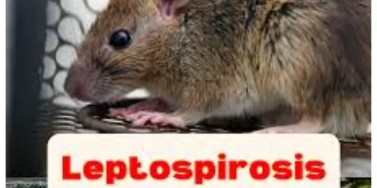 Wabah leptospirosis menyerang belasan warga Jepara pasca banjir bandang. Tiga orang meninggal dunia