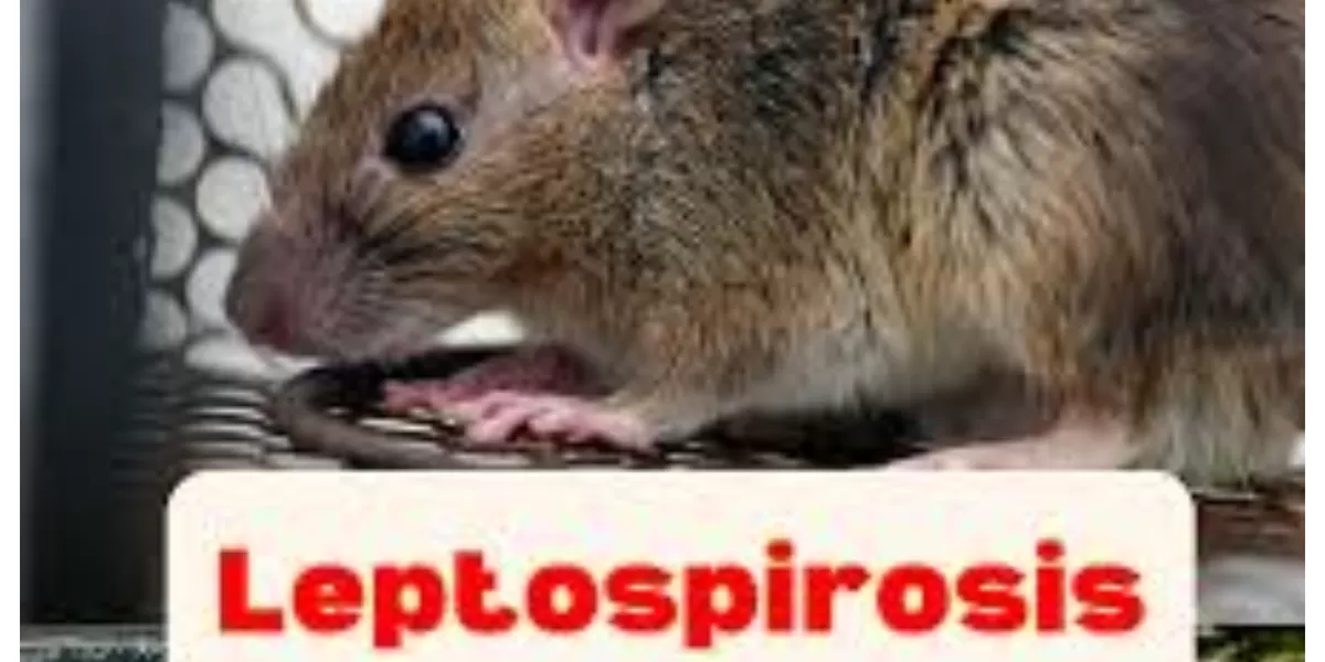 Wabah leptospirosis menyerang belasan warga Jepara pasca banjir bandang. Tiga orang meninggal dunia