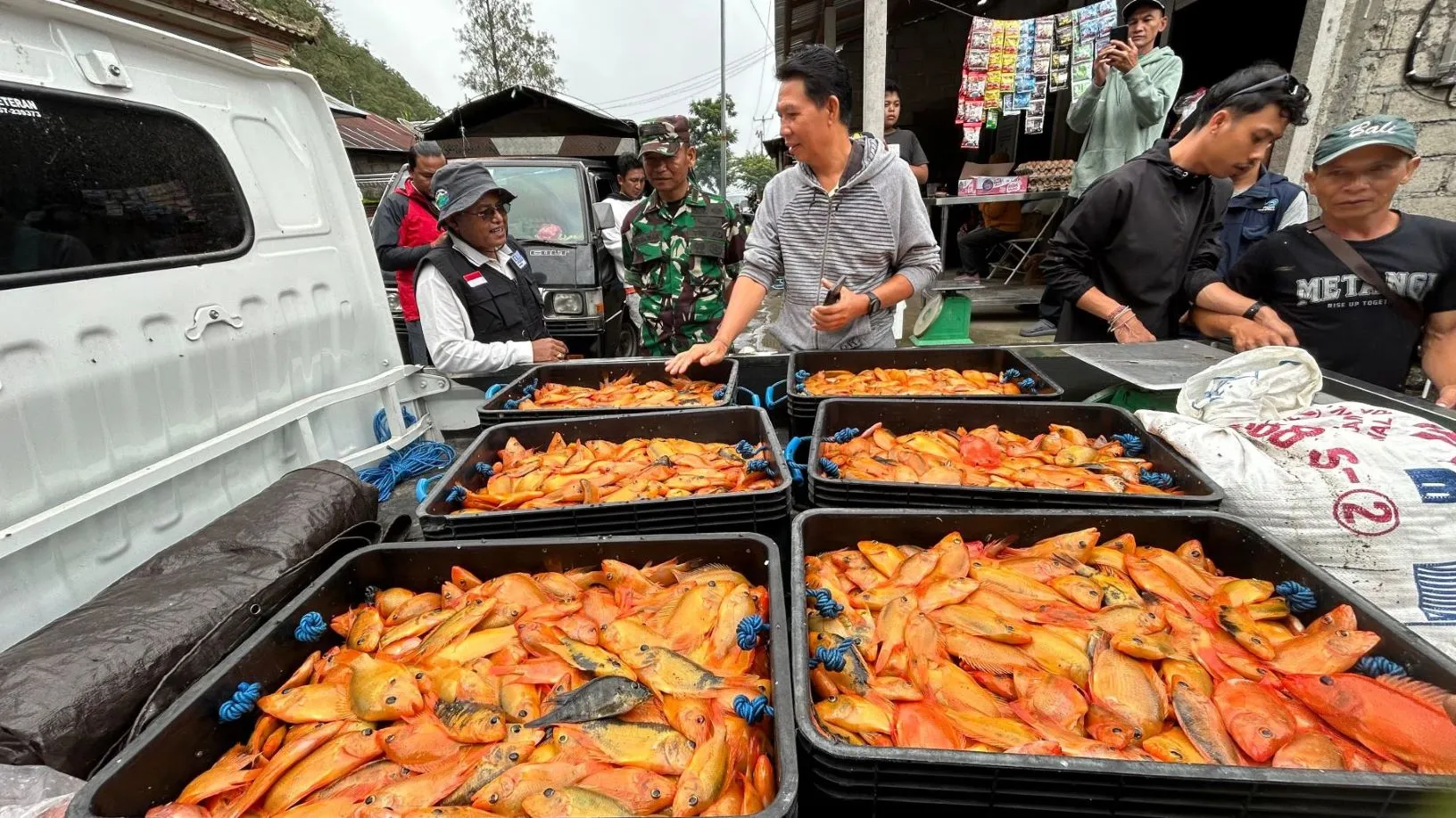 Kelompok nelayan berhasil mengangkat dua ton ikan Red Devil perusak ekosistem Danau Batur Bali untuk diolah menjadi tepung ikan