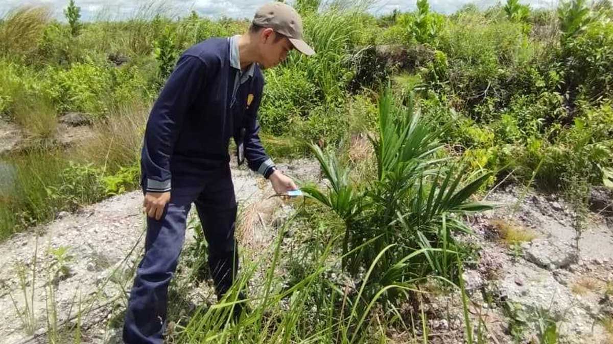 PSR Sawit Indonesia, Lahan Sawit Rakyat, Produktivitas Sawit, Kelapa Sawit Berkelanjutan, Bantuan Peremajaan Sawit, BPDPKS.