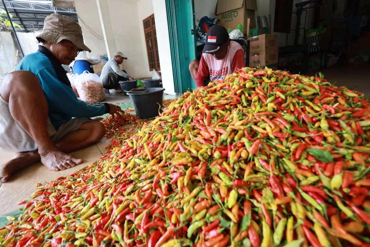 Harga Cabai Rawit Merah Melejit Usai Lebaran 2026: Ini Penyebab Utamanya!