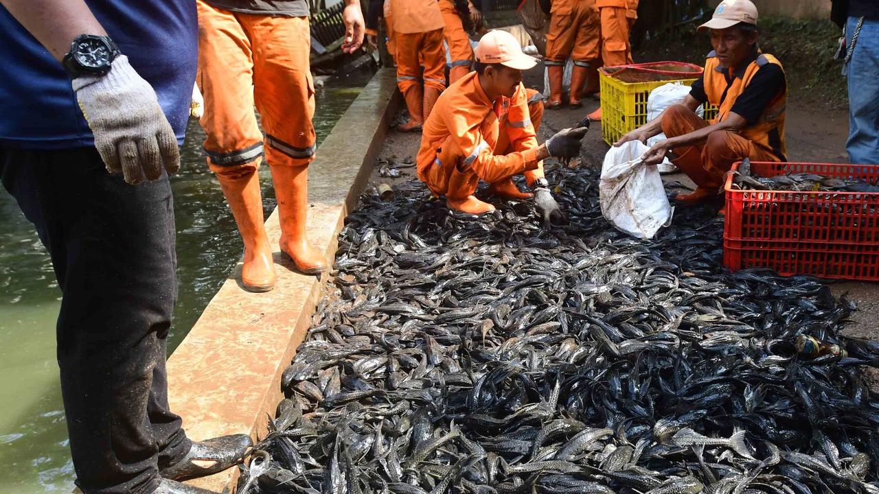 Belajar dari Brasil, Rano Karno Ingin Olah Ikan Sapu-Sapu Jadi Arang!