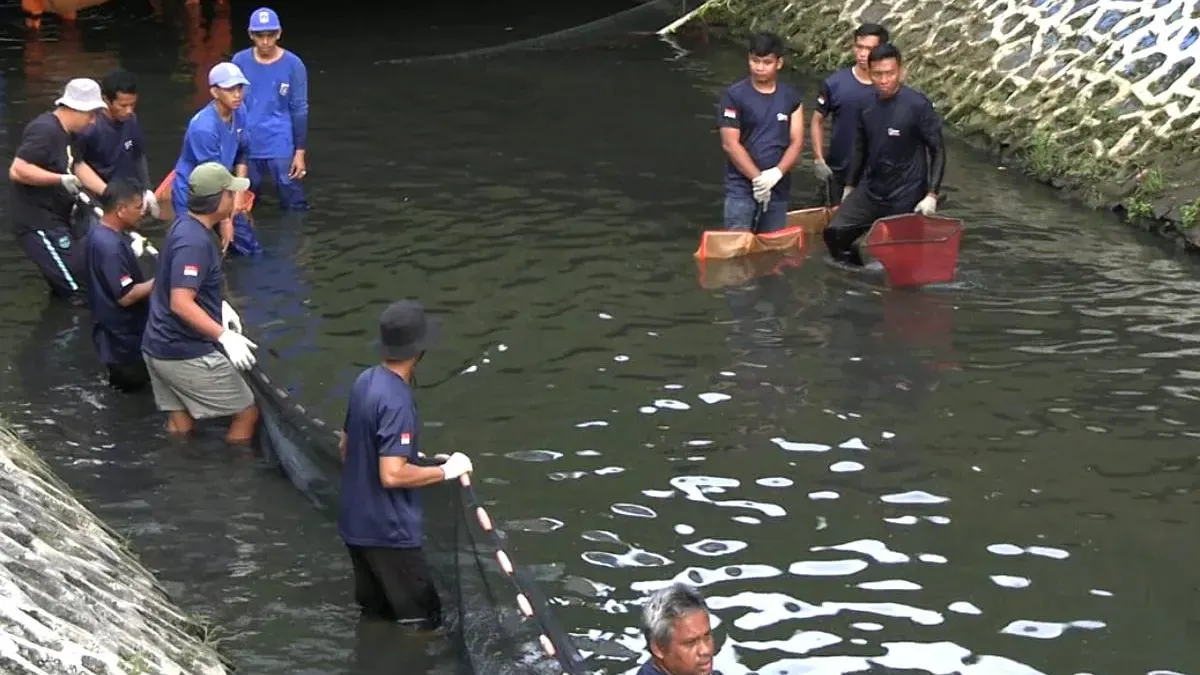 Pemprov DKI Jakarta mulai gencar membasmi ikan sapu-sapu di sungai-sungai ibu kota